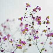flower 870557 1920