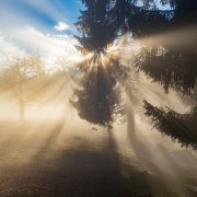 rays 3902368